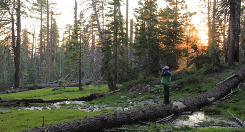 A person stands on a fallen tree, bridging the land on either side of a creek. Around them, there are evergreen trees. 